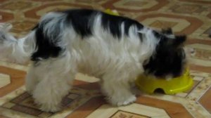 Щенок бивер Ириска, 5,5 мес. кормление.