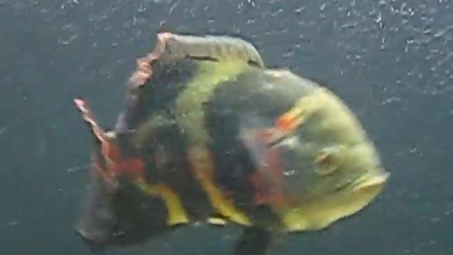 Astronotus Ocellatus® "Mała wyżerka:)" смотреть онлайн