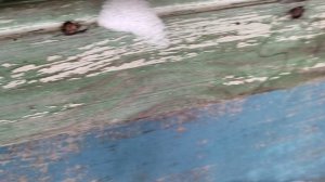 18 января. В ульях – «тихий шелест» - живы пчелки пережили, страшные морозы!