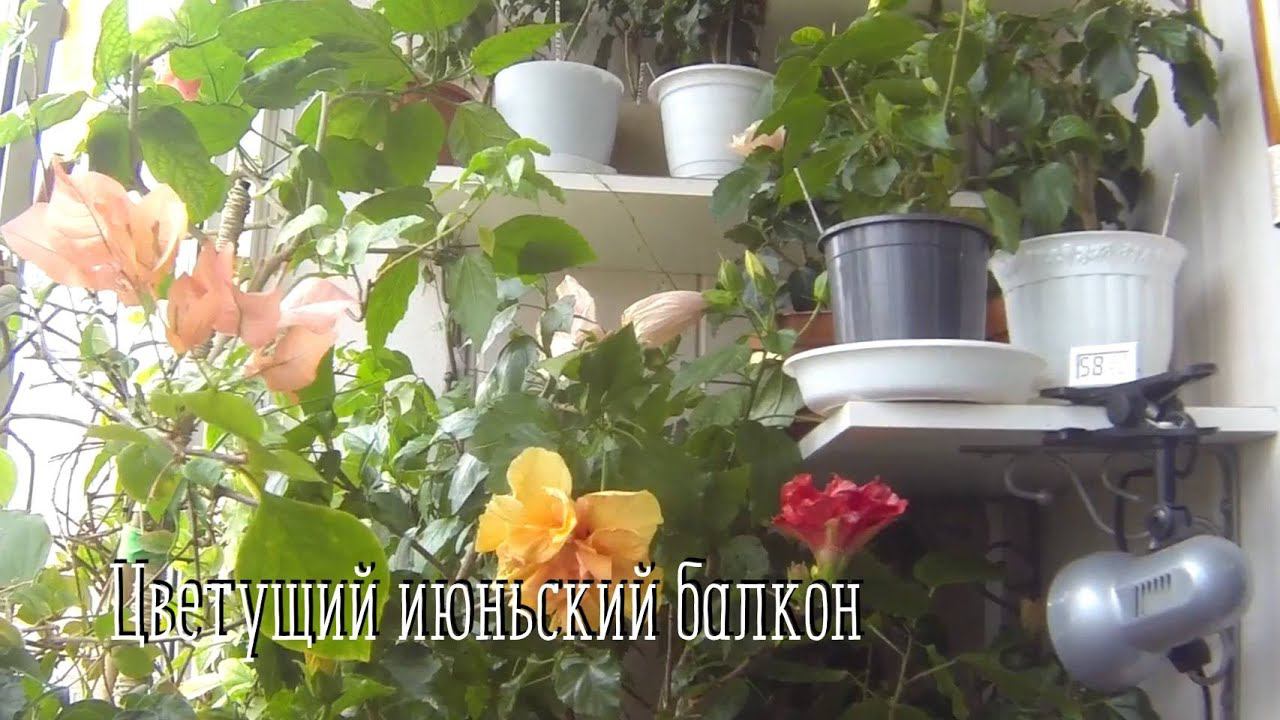 Комнатные цветы. Цветущий июньский балкон. #цветынабалконе #цветутцветочки #цветениегибискуса