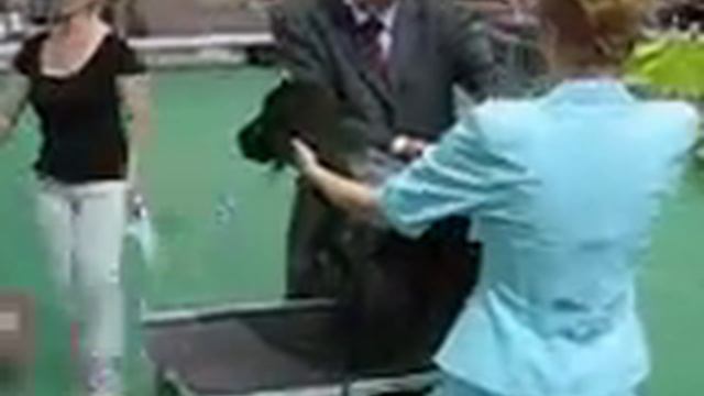 Нац. выставка спаниелей 22.05.10г. Класс Чемпионов кобели