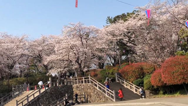 Nepal Ko paiyeu japan Ko Sakura смотреть онлайн