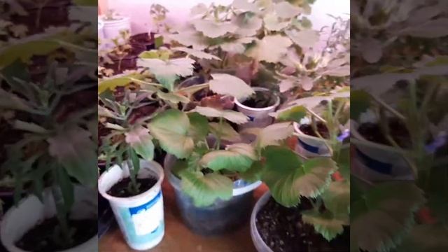 Обзор растений, которые растут в оранжерее, за окном середина февраля. Планы на сезон. смотреть онлайн