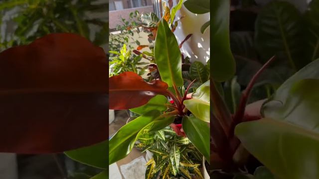 [Unboxing video] Philodendron Imperial Gold just arrived. Sun Red.  Pink Princess.  #houseplants