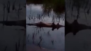 Брачное пение лягушек