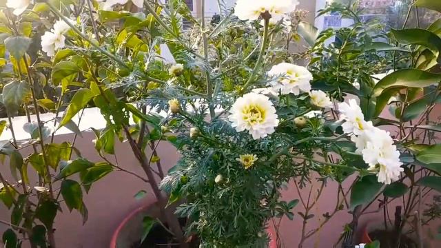 How to care for Annual Chrysanthemum (common daisies) || Tips for growing this beautiful flower❤ смотреть онлайн