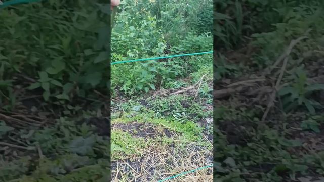 Выращивание бесшипной ежевики в Нижегородской области