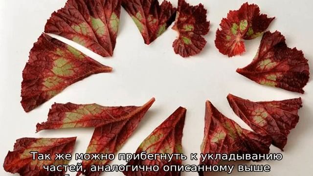 Бегония клубневая: размножение и уход