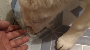 Можно ли давать собаке творог, какой, как часто и какую пользу или вред он несет для питомца