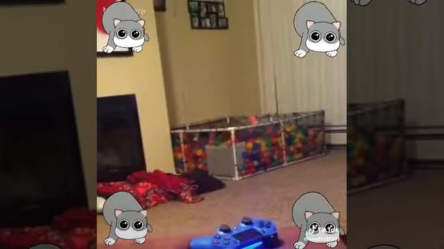 Чанги сагу пишак смотреть онлайн