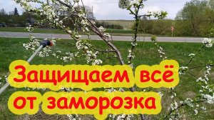 СЛИВА ЦВЕТЁТ, А УРОЖАЯ НЕТ! ЧЕМ ОБРАБОТАТЬ САД ВЕСНОЙ. ЗАЩИТА САДА и ОГОРОДА от ЗАМОРОЗКОВ и ХОЛОДА.