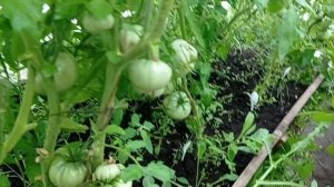 Томаты Шальная императрица, сердце Минусинска. Клубника Сладкий колоссус, новинка . 20.06.23