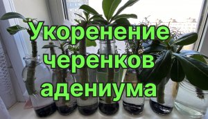 Как укоренить черенки адениума? Что с макушками Хенде-Хоха? Смотрите! 18 января 2024 г.