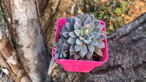 GRAPTOPETALUM RUSBYI X ECHEVERIA TOLIMANENSIS | Híbrido