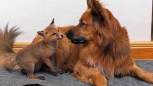 Встречайте, это ПЕРВАЯ В МИРЕ домашняя лиса