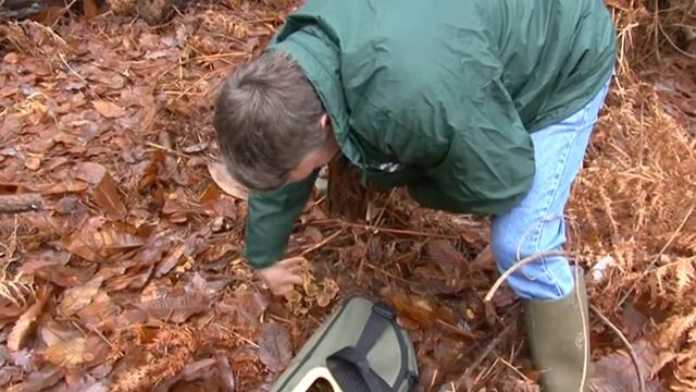 les coprins a Paimpont смотреть онлайн