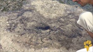 Дикая Африка. Экскурсии в Момбасе. Океанское дно в отлив