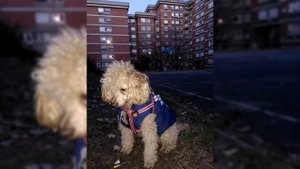 Миниатюрный пудель. Плюсы и минусы, Цена, Как выбрать, Факты, Уход, История