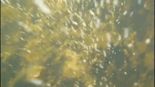 Болотные черепахи смотреть онлайн