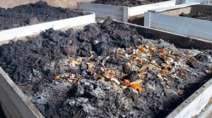 Как утилизировать отходы кухни с помощью червей и избежать появления мошки. Борьба с вредителями.