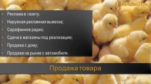 Бизнес-идея на дому: птицеводство