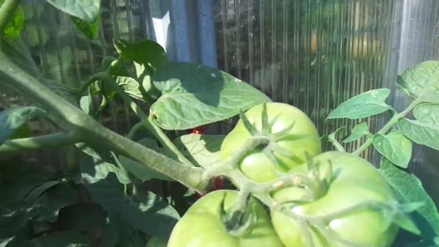 ТОМАТ ШТАМБОВЫЙ ЗАСОЛОЧНЫЙ ПОСПЕЛ В ОТКРЫТОМ ГРУНТЕ. Ольга Чернова. смотреть онлайн