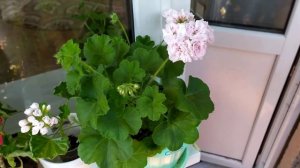 Формируем пеларгонию на примере иви-гибрида Achievement