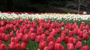 Tulips bloom at Araluen