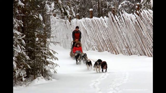 Хаски красивейшие собаки.