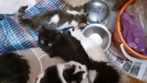 Много котов пищат,мяукают и хотят кушать)))
