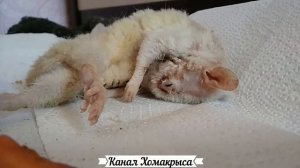 БРУКСИЗМ  СКРЕЖЕТ ЗУБАМИ  Крыса издаёт странные звуки Звук крысы  Ультразвук  Последние минуты жизн