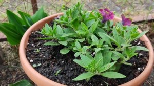 Какие петунии будут в моём палисаднике в этом сезоне 🌺🌺🌺.mp4