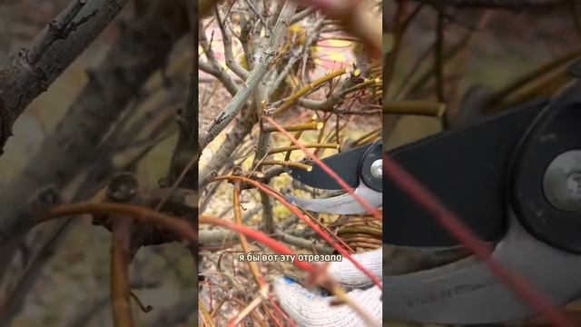 Обрезка ИВЫ ХАКУРО НИШИКИ весной