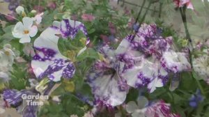 FPG Hanging Basket Varieties