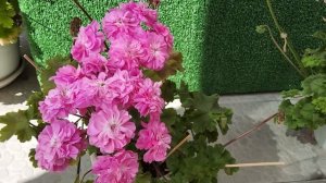 #595. Сорта под условиями не разглашения! ИВ На Прекрасном голубом Дунае,ИВ Клавдия  Шульженко!