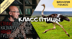 Класс Птицы. Биология 7 класс. Отряды бескилевых птиц. Гусеобразные. Страус, Нанду, Казуаровые и Эму