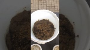 Бизнес без вложений или деньги из говна 1 Разведение опарыша