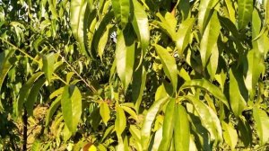 Персики на маньчжурском подвое в средине лета