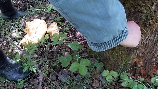 Гриб ТСЖ/ Трутовик серно-желтый 21 мая 2021г !!!! смотреть онлайн