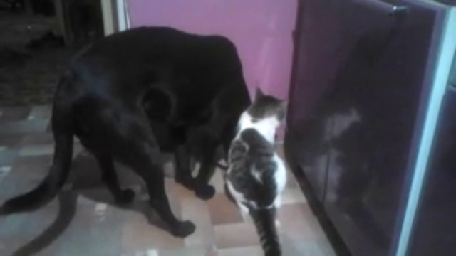 MOV_0003[1] смотреть онлайн