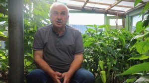 Дачные секреты. У перцев желтеют листья и загнивают плоды? Помогут сода и ржавые гвозди