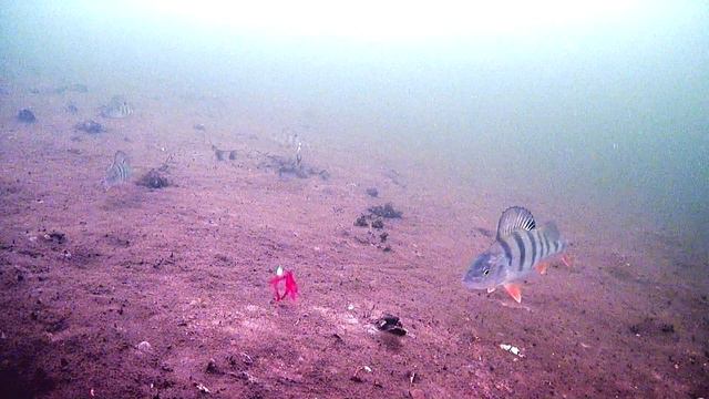 Окунь обманул мотыля, совершив несколько кругов #Веркудское #fish #fishing #perch #рыбалка #окунь смотреть онлайн