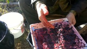 Способ давки винограда!