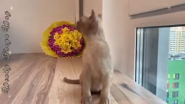 Шоколадная Девочка Wendy. Питомник бурманских кошек Freya Way*RU смотреть онлайн