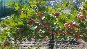 Обрезка крыжовника весной, летом и осенью