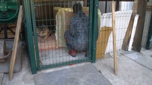 БУДКА ДЛЯ СОБАКИ. УТЕПЛЯЛА САМА!