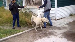 Алабай Вязка Бабур и Шакира 1 часть