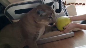 Новый мяч Месси! New ball for Messi