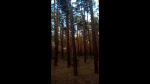 Как определяются деревья для вырубки?