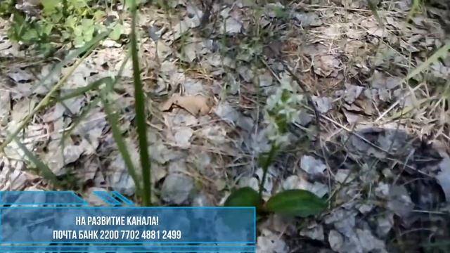 Любка двулистная. смотреть онлайн